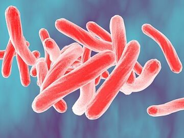 Mycobacterium tuberculosis