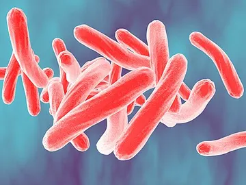 Mycobacterium tuberculosis Mycobacterium tuberculosis