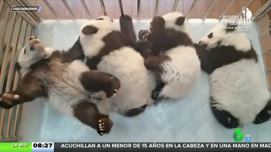 Las entrañables imágenes de cuatro bebés panda durmiendo juntos en su camita Las entrañables imágenes de cuatro bebés panda durmiendo juntos en su camita