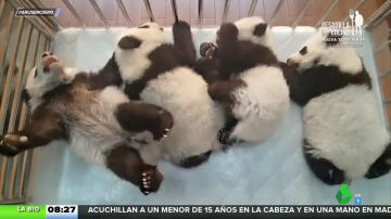 Las entrañables imágenes de cuatro bebés panda durmiendo juntos en su camita