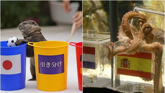 La nutria Taiyo y el pulpo Paul La nutria Taiyo y el pulpo Paul