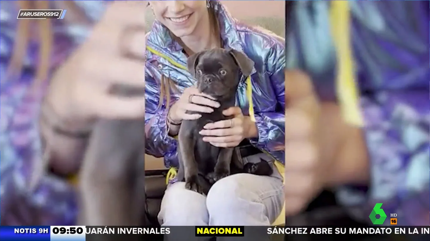 Así es la cafetería para perros que fomenta los abrazos caninos Así es la cafetería para perros que fomenta los abrazos caninos