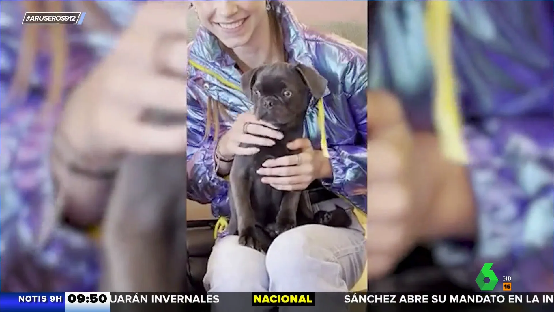 Así es la cafetería para perros que fomenta los abrazos caninos