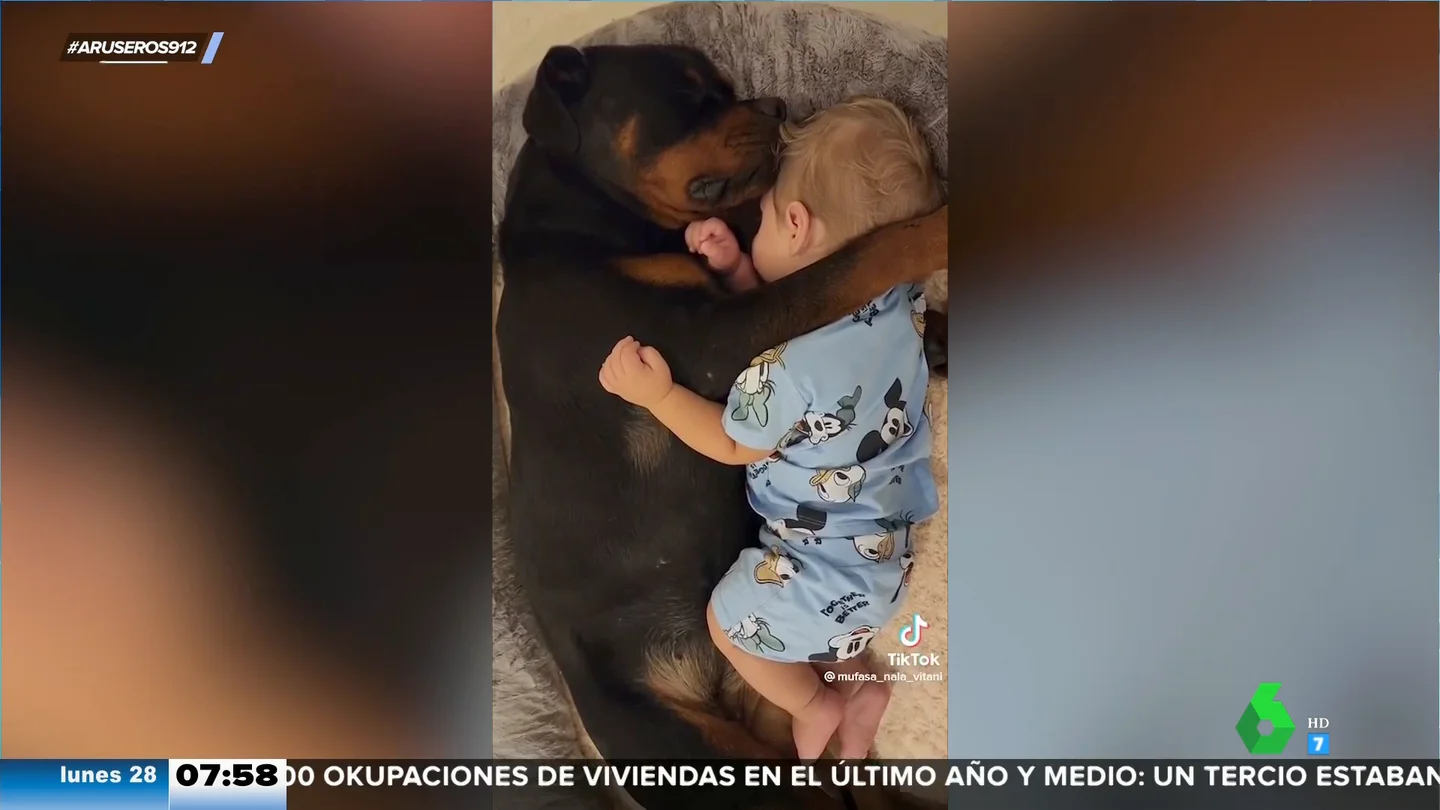 Compañeros de siesta: el adorable vídeo de un bebé y un perro que duermen juntos y abrazados Compañeros de siesta: el adorable vídeo de un bebé y un perro que duermen juntos y abrazados