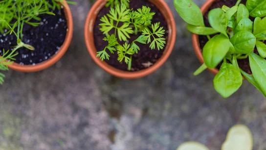 Cómo plantar un huerto en tu terraza o balcón Cómo plantar un huerto en tu terraza o balcón