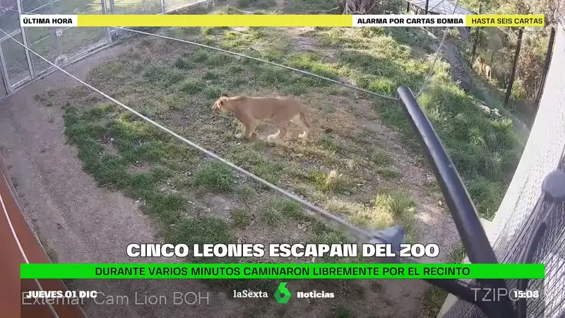 leones huyen del zoo
