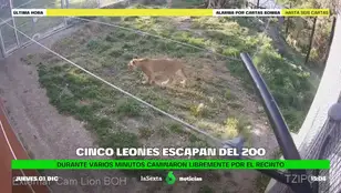 leones huyen del zoo