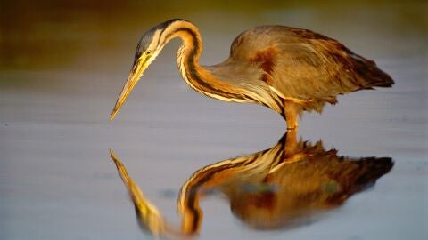 Aves