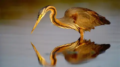 Aves Aves