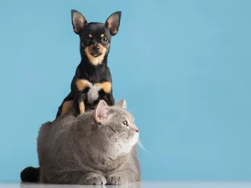Perro y gato Perro y gato