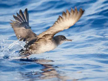 Los amantes de las aves van a Baleares: Así es el destino idílico del birdwatching Los amantes de las aves van a Baleares: Así es el destino idílico del birdwatching