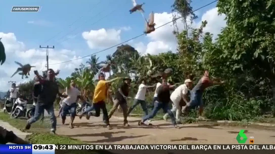 La emocionante carrera de los patos voladores: "Aquí no hay ganador, siempre llegan empatados" La emocionante carrera de los patos voladores: "Aquí no hay ganador, siempre llegan empatados"