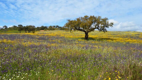 Campos de Odemira