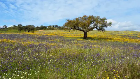 Campos de Odemira Campos de Odemira