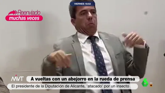 Así es el 'ataque' de un abejorro a Carlos Mazón, presidente de la Diputación de Alicante, en una rueda de prensa Así es el 'ataque' de un abejorro a Carlos Mazón, presidente de la Diputación de Alicante, en una rueda de prensa