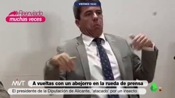Así es el 'ataque' de un abejorro a Carlos Mazón, presidente de la Diputación de Alicante, en una rueda de prensa 