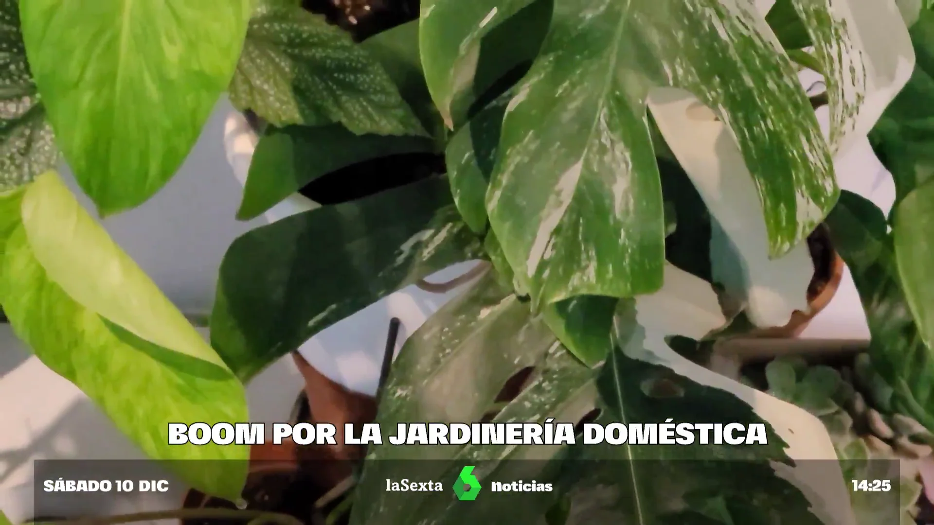 Claves del boom de la jardinería doméstica: "El precio medio de las plantas normales ha bajado"