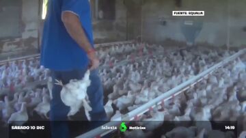 Pollos golpeados hasta la muerte