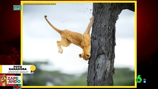 Estas son las fotografías ganadoras de los prestigiosos Premios 'Comedy Wildlife' Estas son las fotografías ganadoras de los prestigiosos Premios 'Comedy Wildlife'