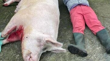 PACMA denunciará la actuación de un vecino que degolló a un cerdo y se burló del cadáver