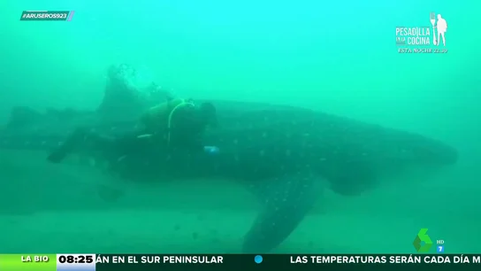 Un tiburón ballena se queda atrapado en Ceuta: "Es la primera vez que se registra en aguas mediterráneas" Un tiburón ballena se queda atrapado en Ceuta: "Es la primera vez que se registra en aguas mediterráneas"