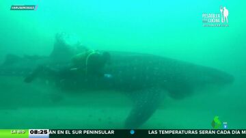 Un tiburón ballena se queda atrapado en Ceuta: "Es la primera vez que se registra en aguas mediterráneas"