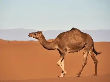 Camello en el desierto Camello en el desierto