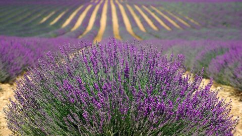 Campos de lavanda. Provenza