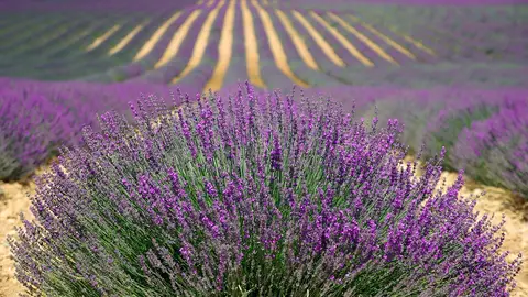 Campos de lavanda. Provenza Campos de lavanda. Provenza