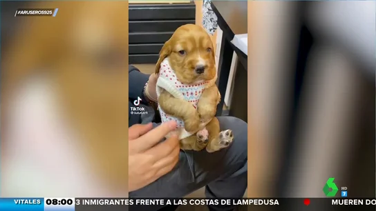 El adorable vídeo de un cachorrito de perro incapaz de andar con su jersey de Navidad El adorable vídeo de un cachorrito de perro incapaz de andar con su jersey de Navidad