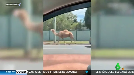Tres camellos se escapan de un belén viviente Tres camellos se escapan de un belén viviente