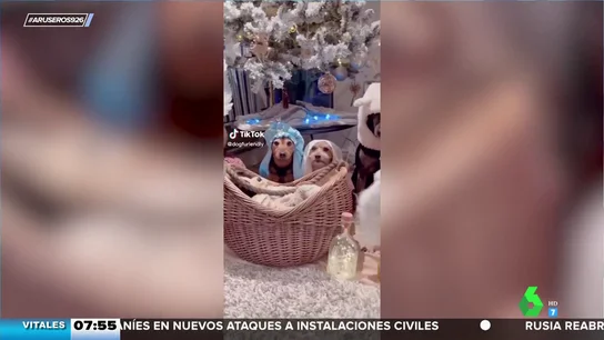 La sorprendente actitud de estos perros cuando posan para un belén viviente La sorprendente actitud de estos perros cuando posan para un belén viviente