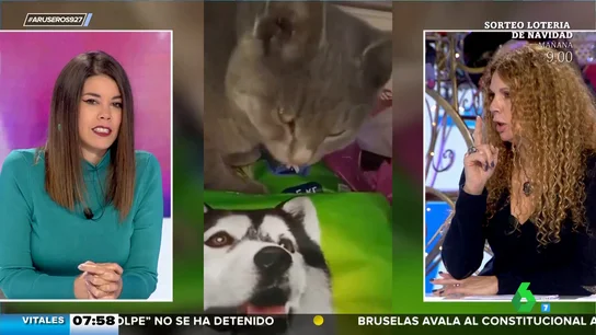 Un gato se esconde en un supermercado para robar comida y 'ponerse las botas' Un gato se esconde en un supermercado para robar comida y 'ponerse las botas'