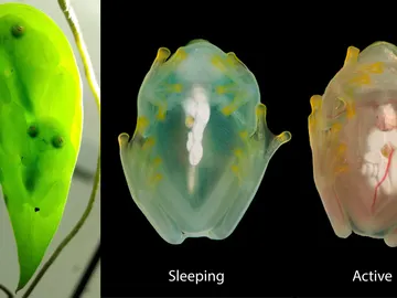 Grupo de ranas de cristal durmiendo bajo una hoja Grupo de ranas de cristal durmiendo bajo una hoja