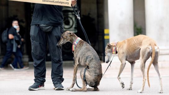 Imagen de archivo de un acto de protesta para exigir la protecci&oacute;n para todos los galgos. 