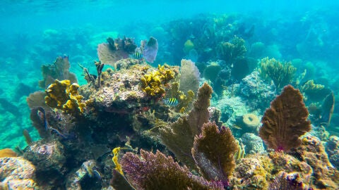 Arrecife de Coral