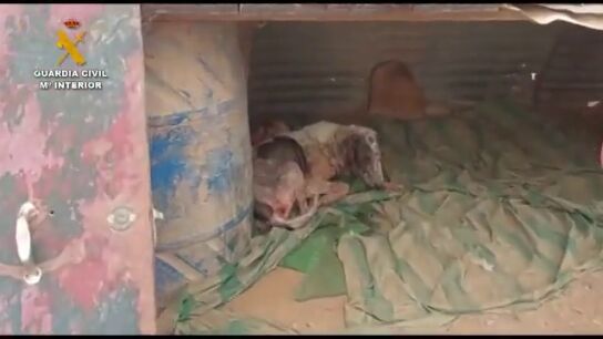 Terrible maltrato animal en Navarra: investigado un hombre por mantener a 16 perros en p&eacute;simas condiciones