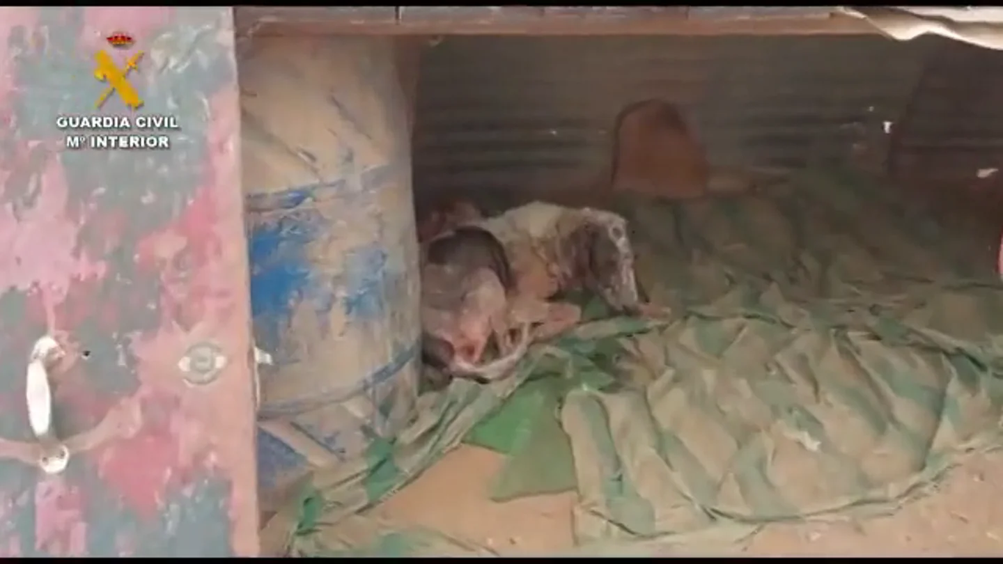 Terrible maltrato animal en Navarra: investigado un hombre por mantener a 16 perros en pésimas condiciones Terrible maltrato animal en Navarra: investigado un hombre por mantener a 16 perros en pésimas condiciones