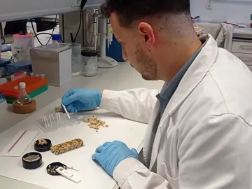 Un test permite detectar alergenos en alimentos en cinco minutos Un test permite detectar alergenos en alimentos en cinco minutos