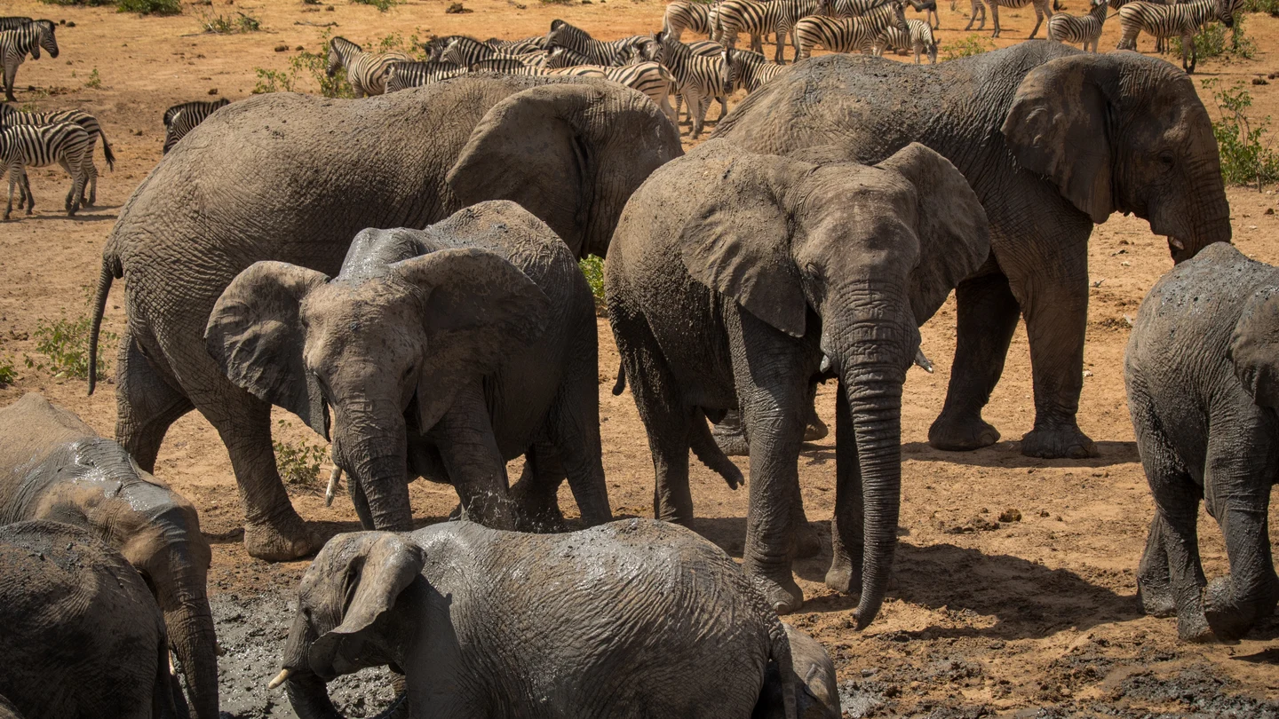 Un rayo mata a una familia de seis elefantes en Zimbabue Un rayo mata a una familia de seis elefantes en Zimbabue