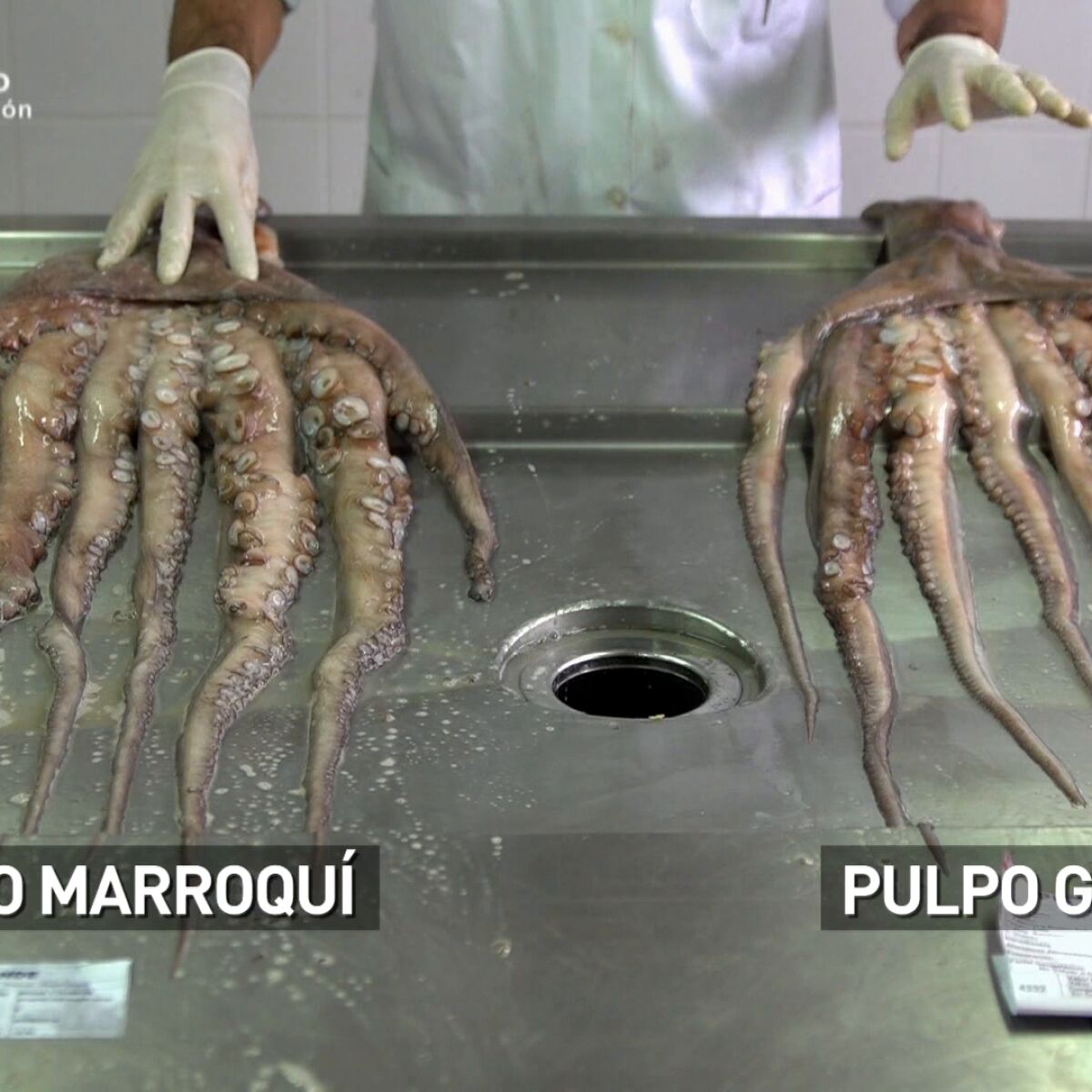 Sistema De Pesca Dieter Eisele II Para Merluza Con Pulpo De 10 Cm Y Anzuelos 6/0 (fabricado En Alemania)