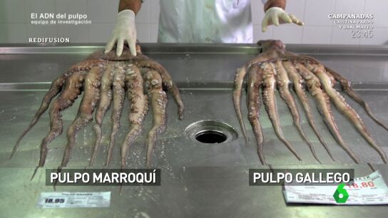 &iquest;Cu&aacute;l es la diferencia entre el pulpo gallego y el pulpo africano?