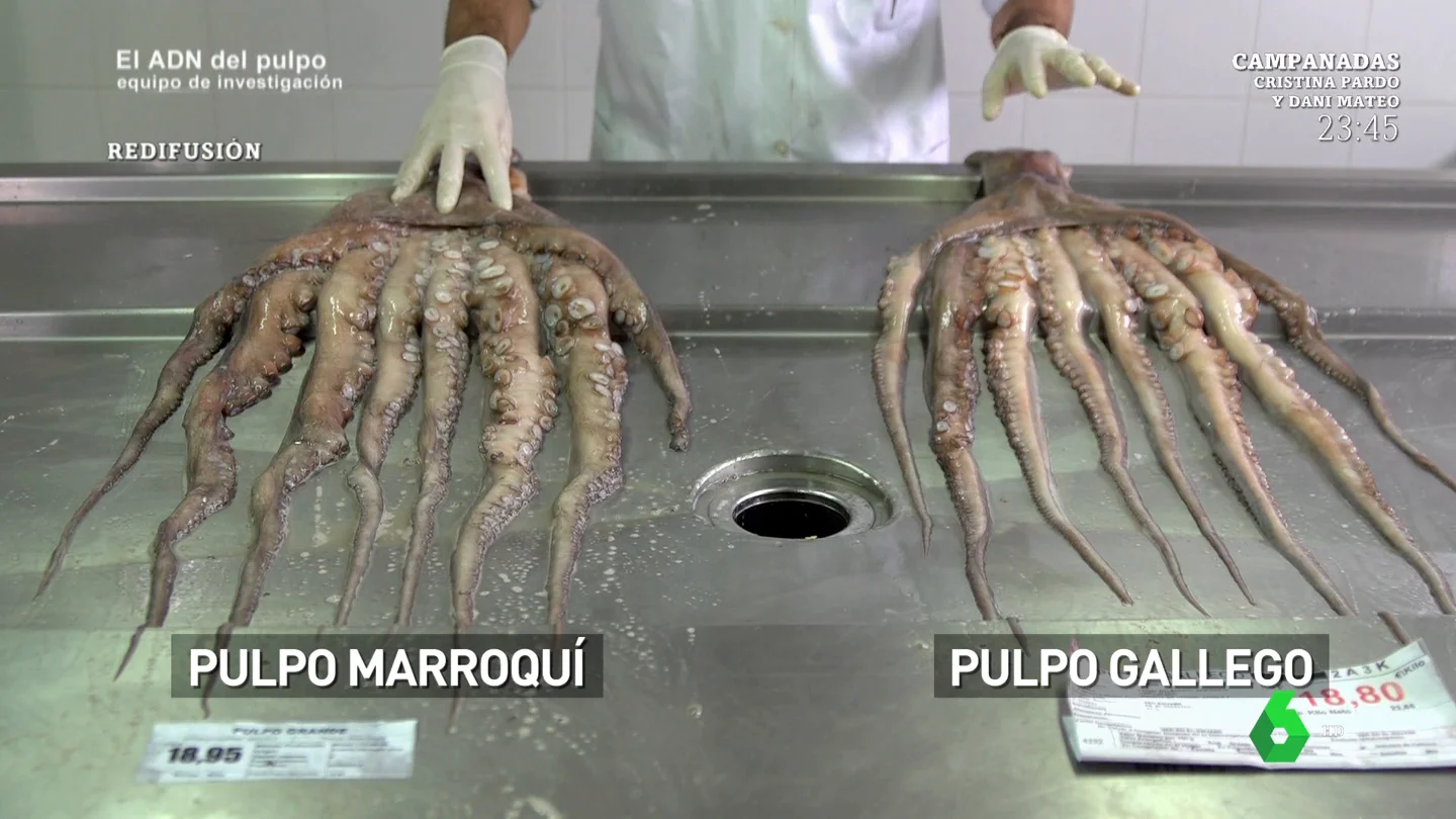 ¿Cuál es la diferencia entre el pulpo gallego y el pulpo africano? ¿Cuál es la diferencia entre el pulpo gallego y el pulpo africano?