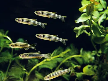 peces cebra peces cebra