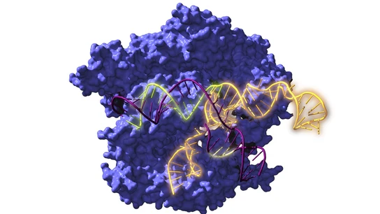 Imagen de Cas9, una enzima endonucleasa asociada con el sistema CRISPR, actuando sobre el ADN objetivo Imagen de Cas9, una enzima endonucleasa asociada con el sistema CRISPR, actuando sobre el ADN objetivo