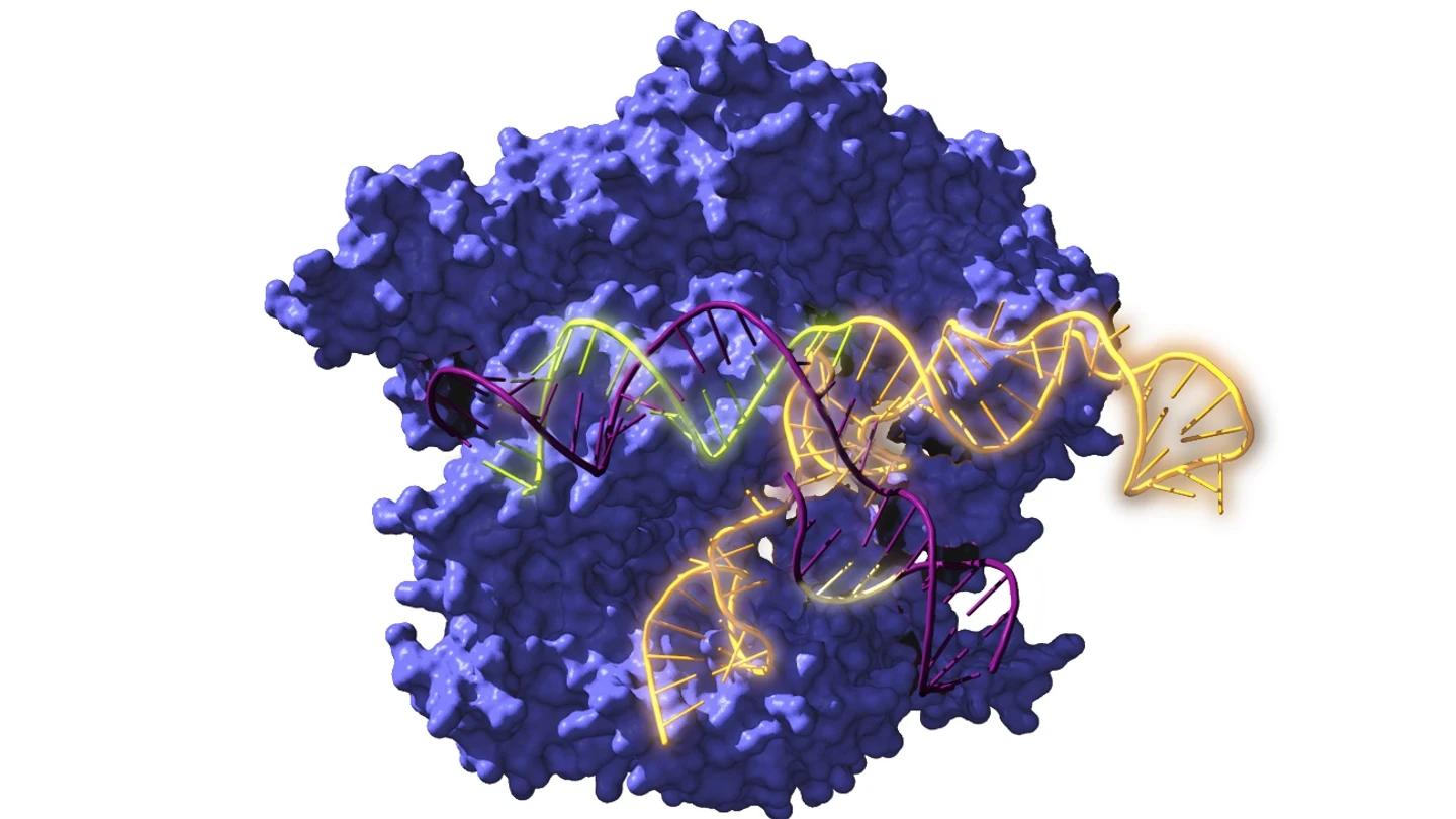 Imagen de Cas9, una enzima endonucleasa asociada con el sistema CRISPR, actuando sobre el ADN objetivo Imagen de Cas9, una enzima endonucleasa asociada con el sistema CRISPR, actuando sobre el ADN objetivo