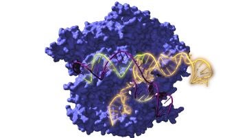 Imagen de Cas9, una enzima endonucleasa asociada con el sistema CRISPR, actuando sobre el ADN objetivo