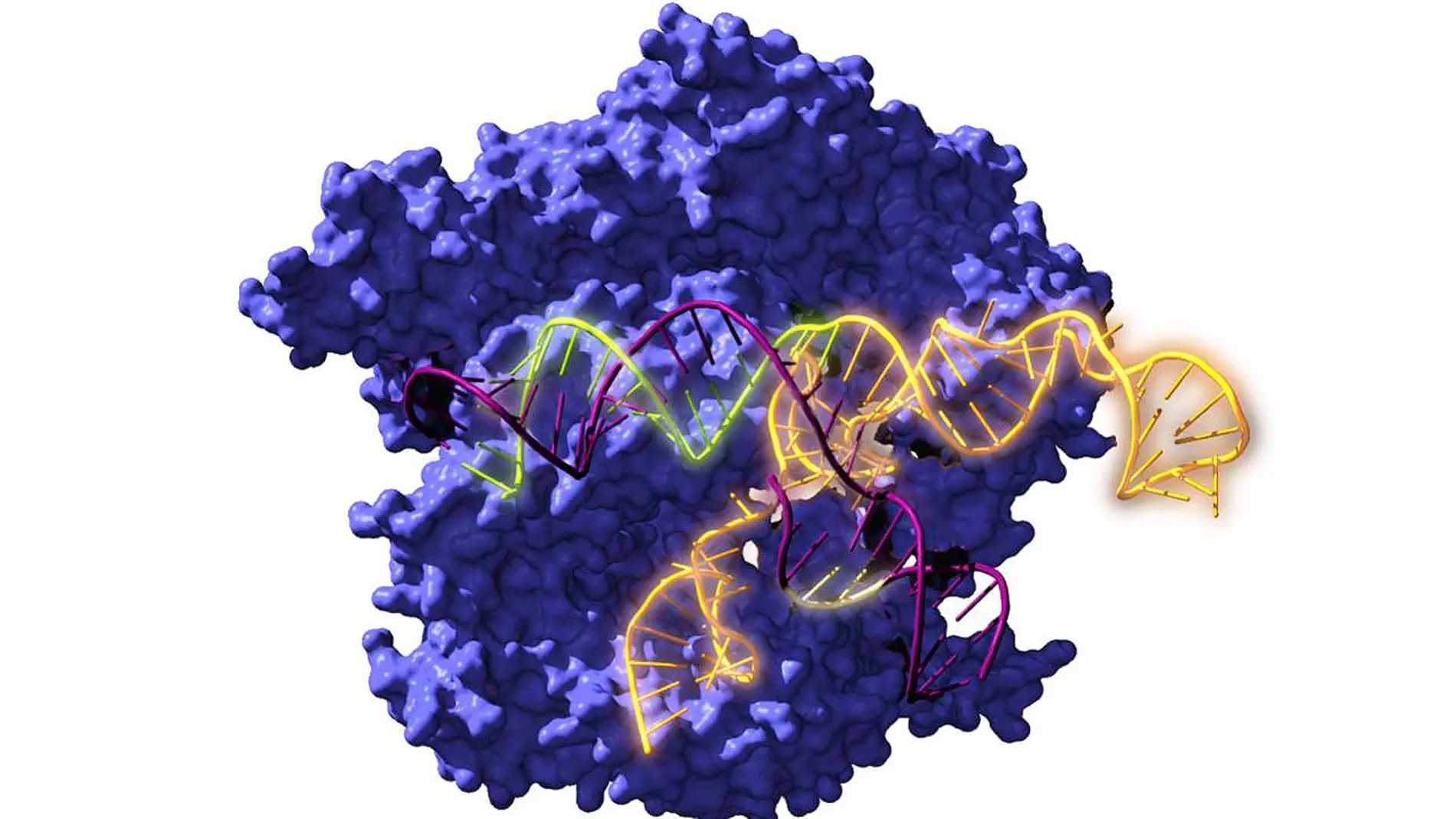 Imagen de Cas9, una enzima endonucleasa asociada con el sistema CRISPR, actuando sobre el ADN objetivo
