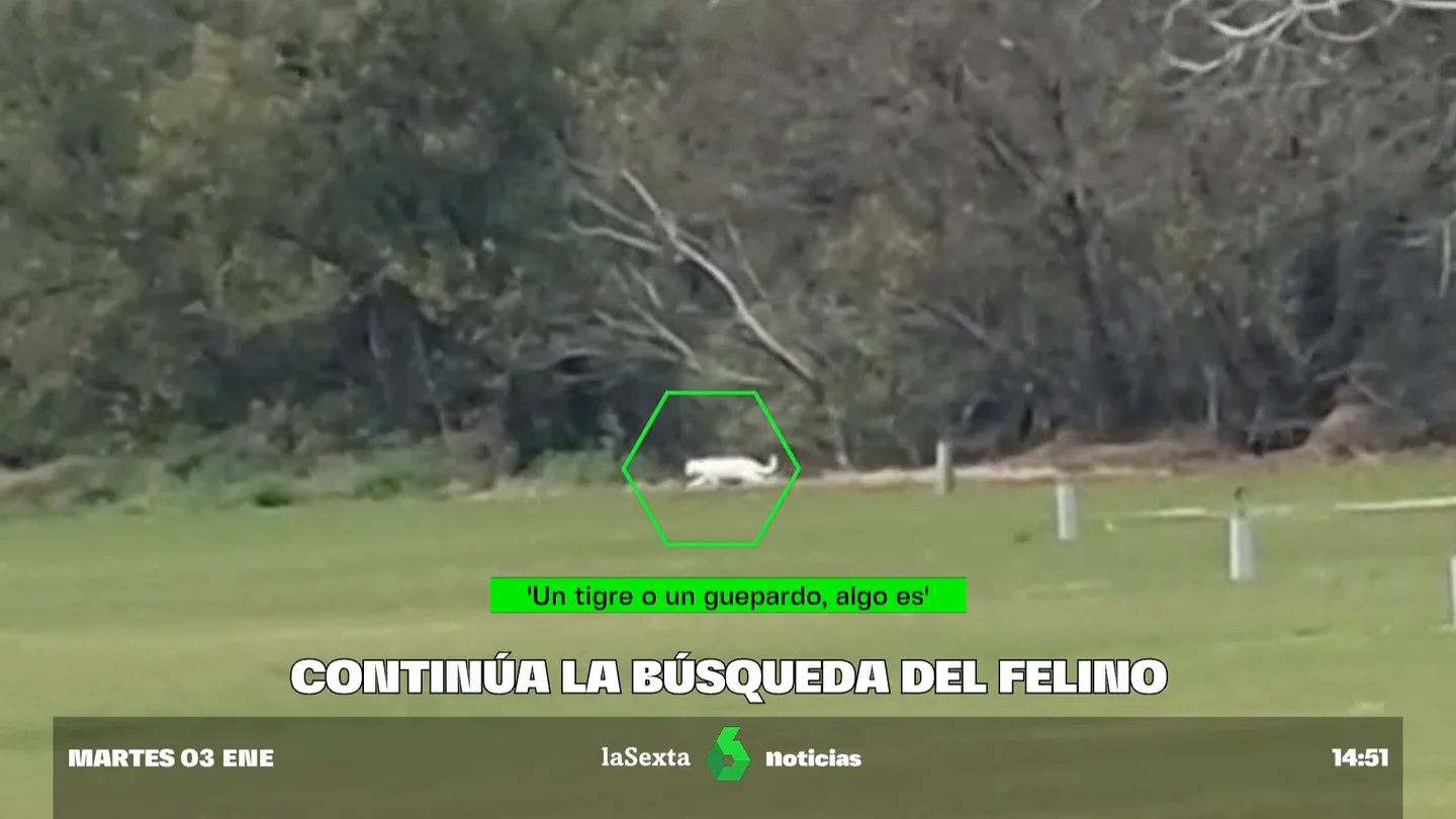 Búsqueda Felino Búsqueda Felino