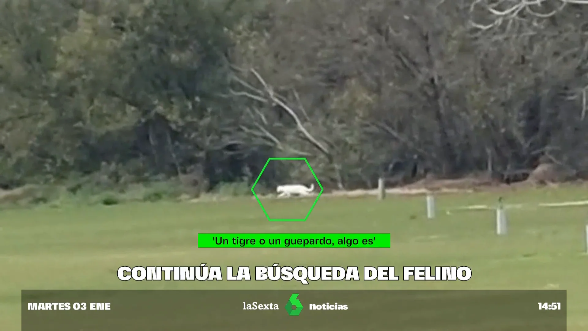 Búsqueda Felino